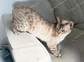 SNOW BENGAL FEMALE LOOKING FOR A NEW HOME