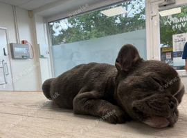 French x english bulldog