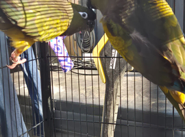 Patagonian Conures