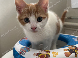 Kittens for sale