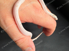 Female caramel palmetto corn snake
