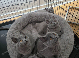 British Shorthair kittens