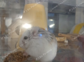 Adorable 3 month old male. Pick up only please
