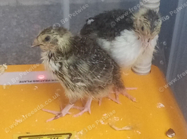 Stunning corturnix quails