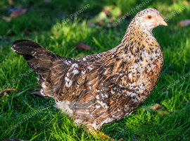 SWEDISH FLOWER HEN - VARIOUS PULLETS - RARE LANDRACE BREED