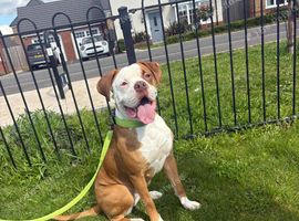 Female bull dog