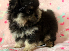 Pomeranian girl ready now