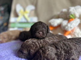 Adorable F1B labradoodles