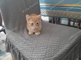 Twin Kittens for Sale