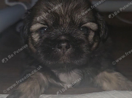 Imperial Shih Tzu Puppies (Boys)