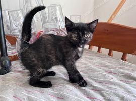 Beautiful tortoiseshell girl kitten.