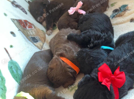6 Beautiful Toy Jackapoo Puppies