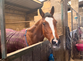 3 year old bay filly for sale