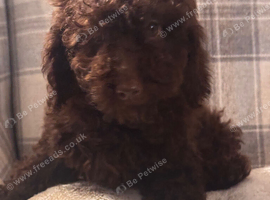 Toy Cavapoo Puppies last pup