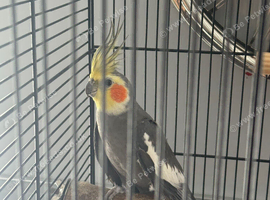 Male cockatiel
