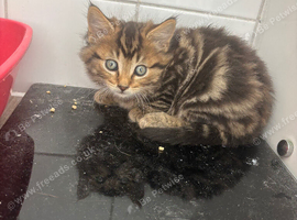 3 male kittens ready for their new new homes