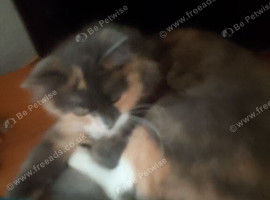 2 years old female cat for sale