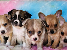 Long & smooth coat chihuahuas