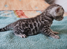 Superb Bengal Kittens