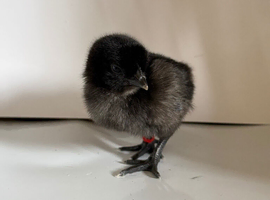 Chicks for sale