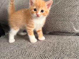 Ginger and white kitten