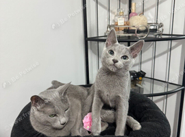 Loving, cuddly pedigree Russian Blue