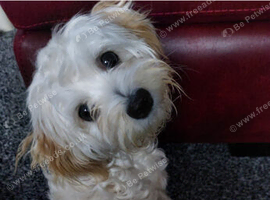 Chihuahua and Lhasa apso puppies