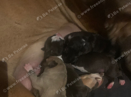 Mastiff x puppies