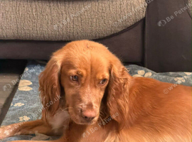 Cocker spaniel