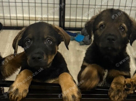 Rottweiler mix German shepherd husky puppies