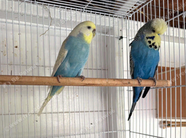 Breeding pair exhibition budgies