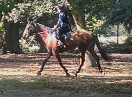 16.1, 5yo tb gelding