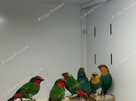 Parrot finches