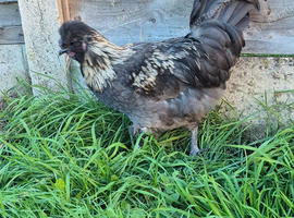 Satin rooster