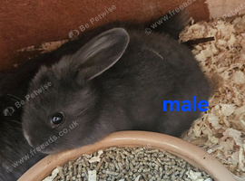 Minilop x american blue
