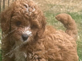 toy cavapoo 1 boy left!!!