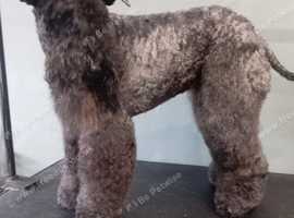 Canine conundrum dog grooming/walks