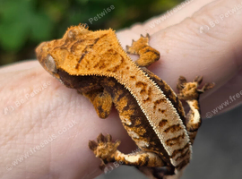 Various crested geckos