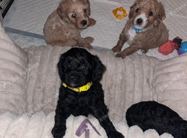 Last male pup looking for forever home.