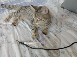 Kitten