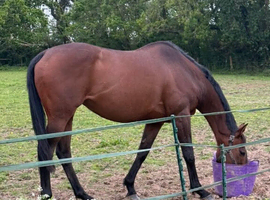 16'3 tb mare with full tack and wardrobe