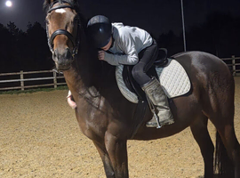 15.3hh rising 4yo gelding