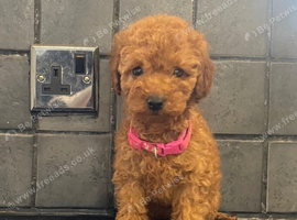 Beautiful 4th generation Red Minature Poodle Pups