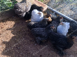 Pekin bantam pullets