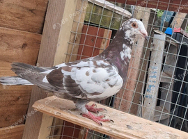 Racer male