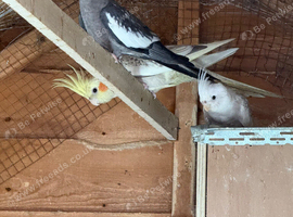 cockatiels