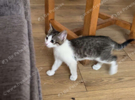one kitten needing a new home asap!!