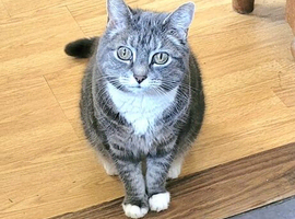 Missing. My beautiful Olive 14year old grey with white chest and feet.  Missing from Nettleham.  Lincoln  LN2