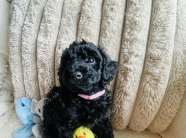 Toy Poodle Puppies