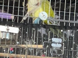 Pair of bonded Quaker parrots